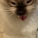 finessin-finessin avatar