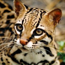 finewaxcandlemaker100 avatar