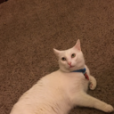 fingle-fangle avatar