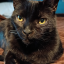 finn-and-jazz avatar