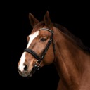 finnthehanoverian avatar