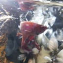 fins-and-attitude avatar