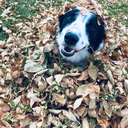 finthebestboy avatar