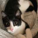 fionn-the-cat avatar