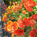 firanaelwaire avatar