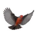 fire-in-the-aviary avatar