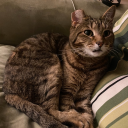 fire-to-embers avatar