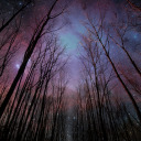 firebirds-fall avatar