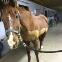 fireblazephoenix-blog avatar