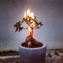 firebonsai avatar