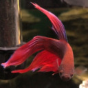 firecracker-the-betta-fish avatar