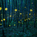 fireflia avatar