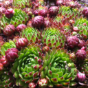 fireflyfromasunflower-blog avatar