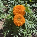 firefoxincorporated avatar