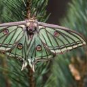 firelily-jade avatar