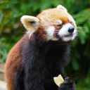 firepandablog avatar