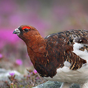 fireptarmigan avatar