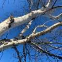 fireside-flecks avatar