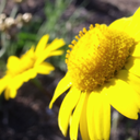 firesofimagination avatar