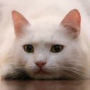 firstaidkittens avatar