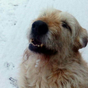 firstbornunicorn3 avatar