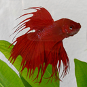 firstorderfish avatar