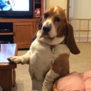 firstratefable avatar