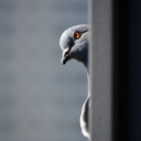 firstresponderpigeon avatar