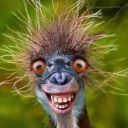 firsttoadwagonfish avatar