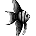 fish-22-blog avatar
