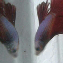 fish-are-better-than-people-blog avatar