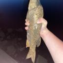 fish-identifier avatar