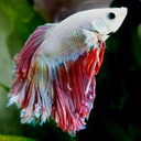 fish-plants-somuchmore avatar