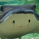 fish-with-leg avatar