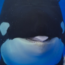 fisheatingorca avatar