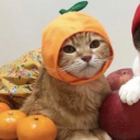 fishiekitten avatar