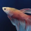 fishiesforcompliments avatar