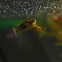 fishingforblossoms avatar