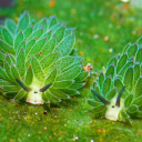 fishless-fish avatar