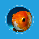 fishlikesthis avatar