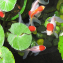 fishwishkers-blog avatar