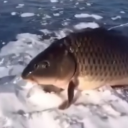 fishwithdapencil avatar