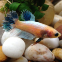 fishy-pleasures avatar