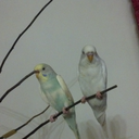 fishybudgies avatar