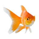 fishyinspace avatar