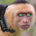 fissionmonkey avatar