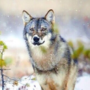 fitznighteyes avatar