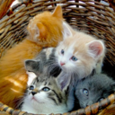 five-stars-photos-blog avatar