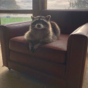 fivehargreevesismylifeline avatar