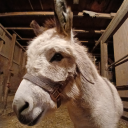 fivenightsatbennies avatar